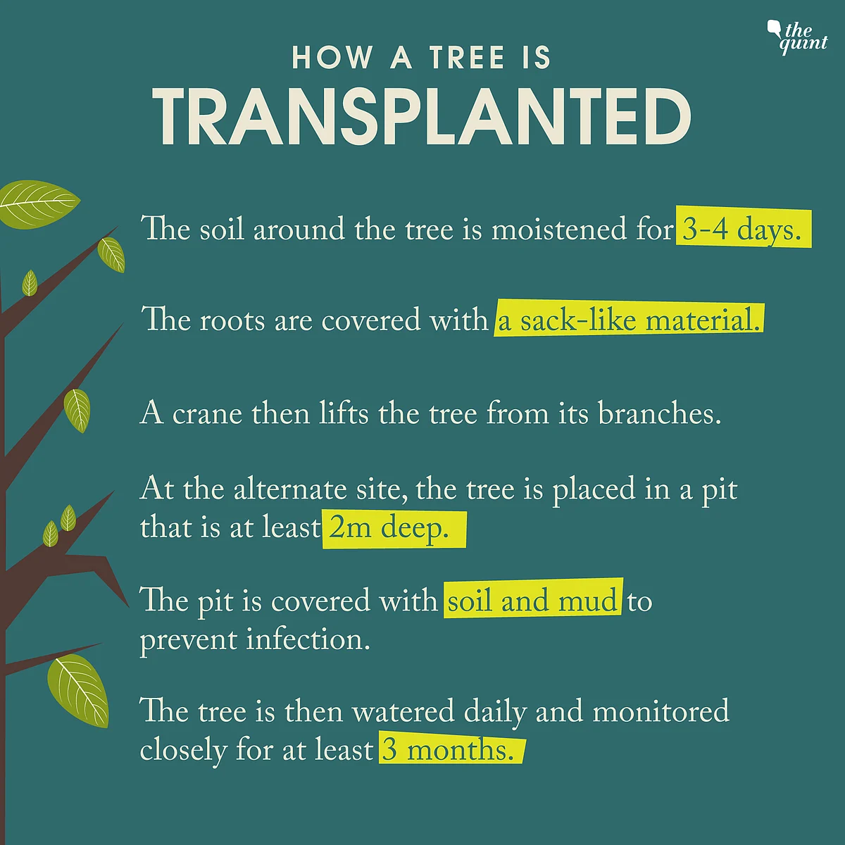 64% Trees Relocated to Aarey Dead: Why Did Transplantation Fail?
