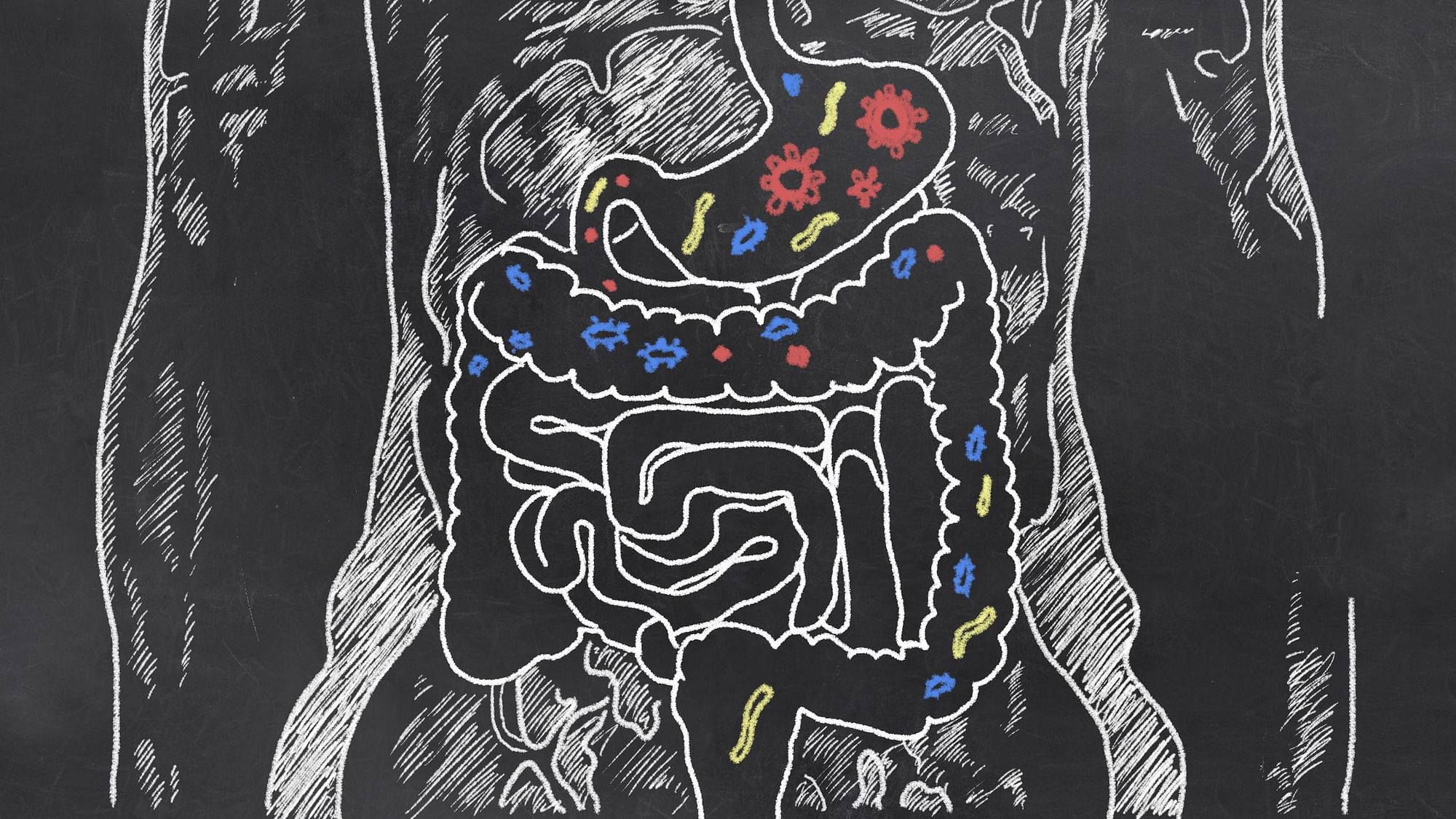The discovery shows that gut microbes can compensate and support an ageing body through positive stimulation.