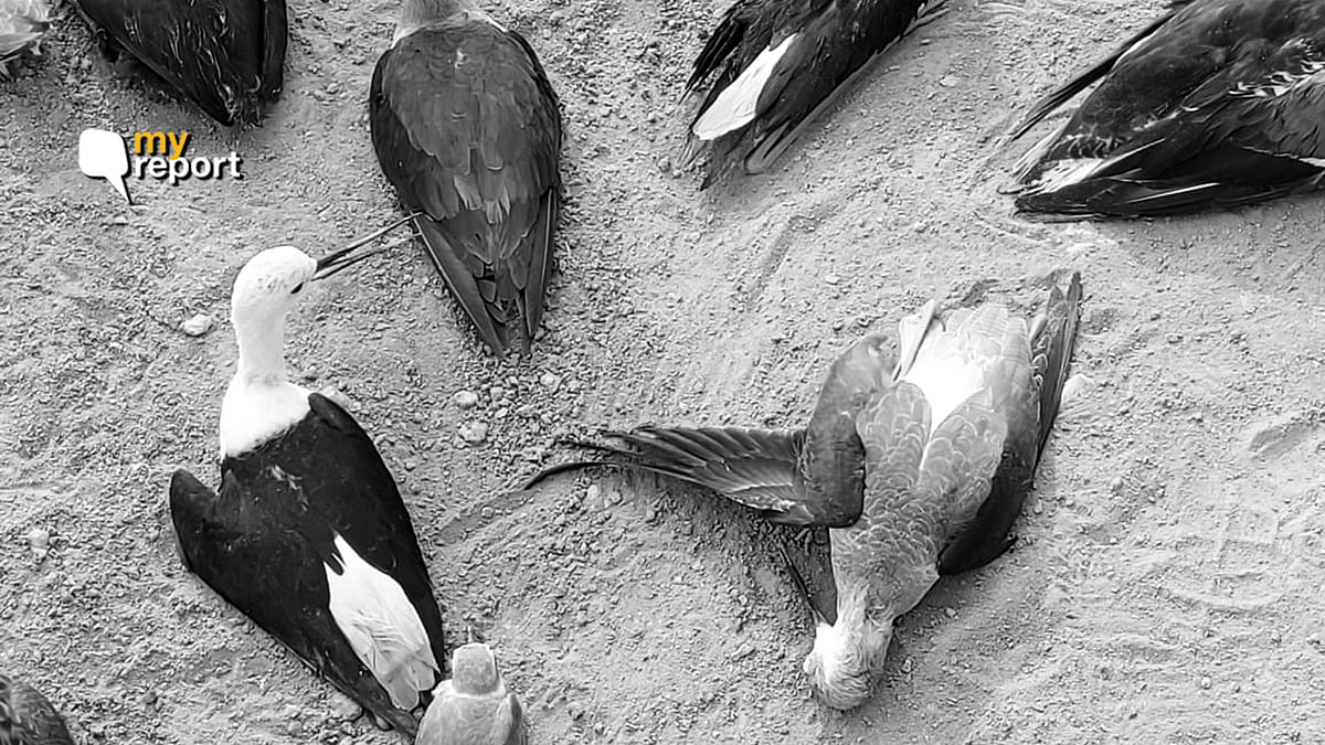 Photos: At Sambhar Lake I Saw Dead Birds and Nobody Knew Why