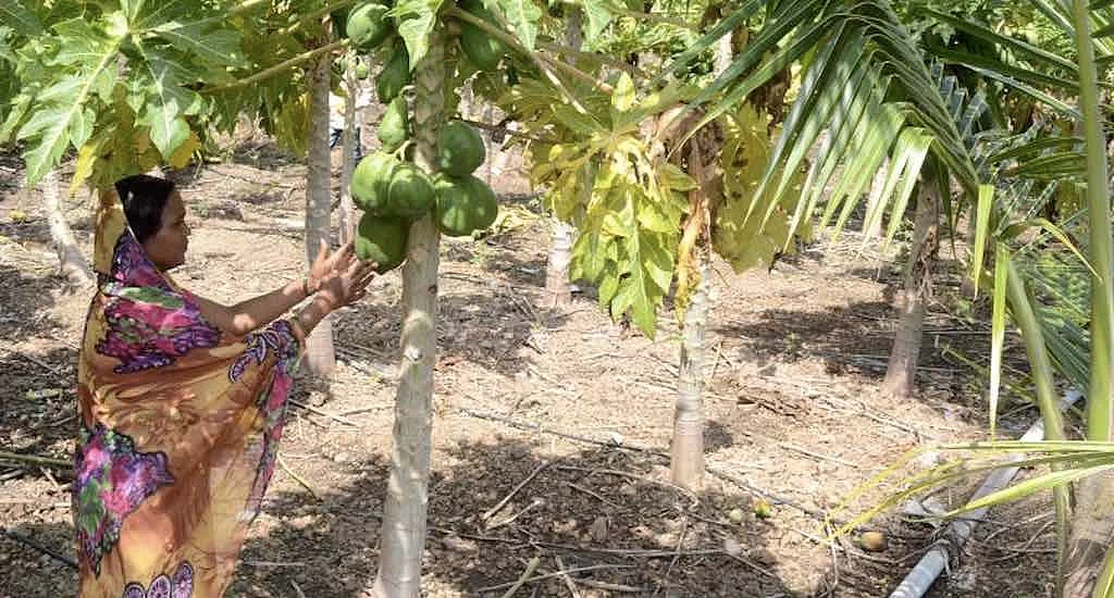 Besides vegetables, lentils and condiments, some farmers have diversified into papaya plantations