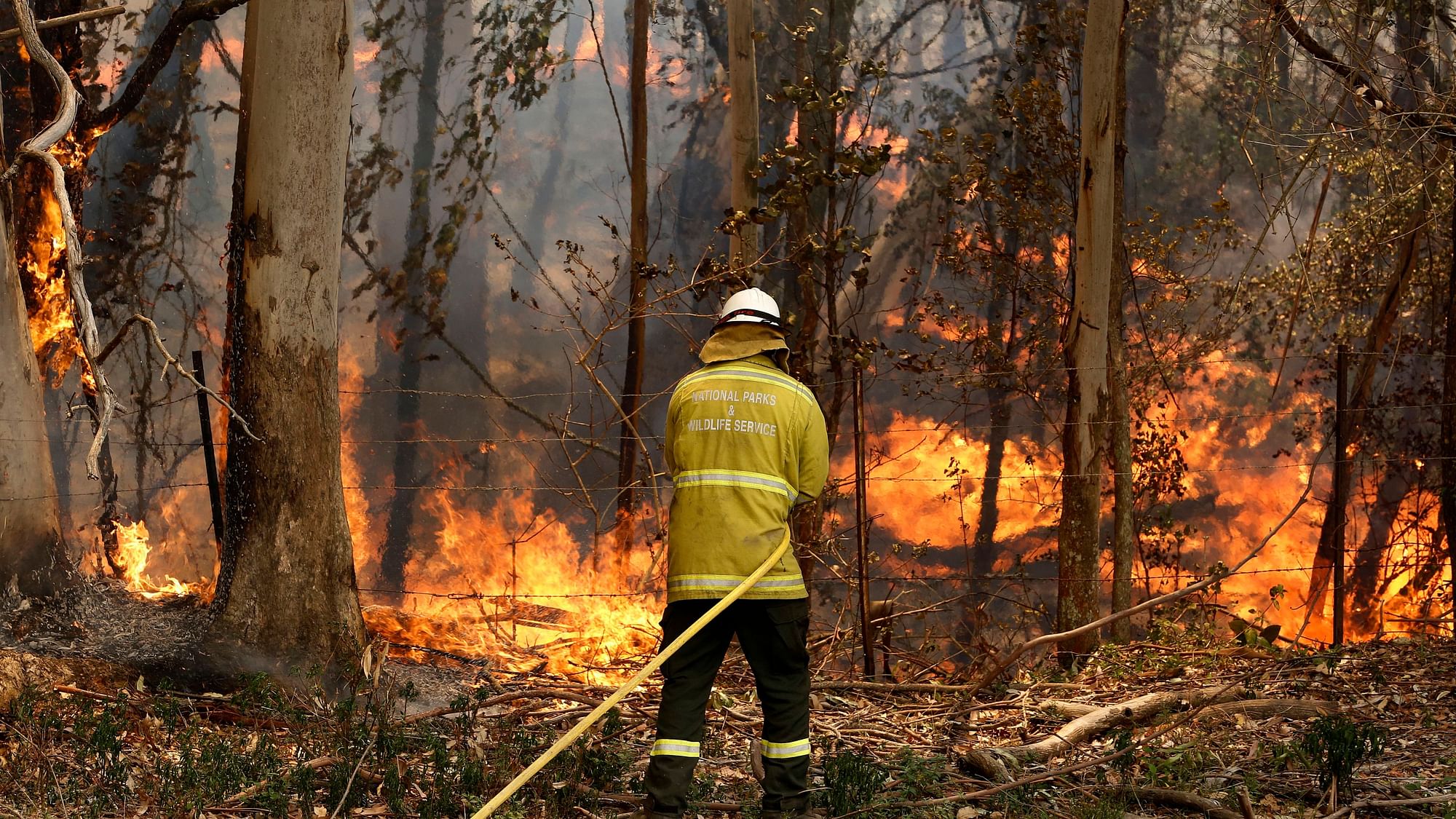 A National Parks and Wildlife crew member fights flames at Half Chain road at Koorainghat, near Taree in New South Wales state on Tuesday.