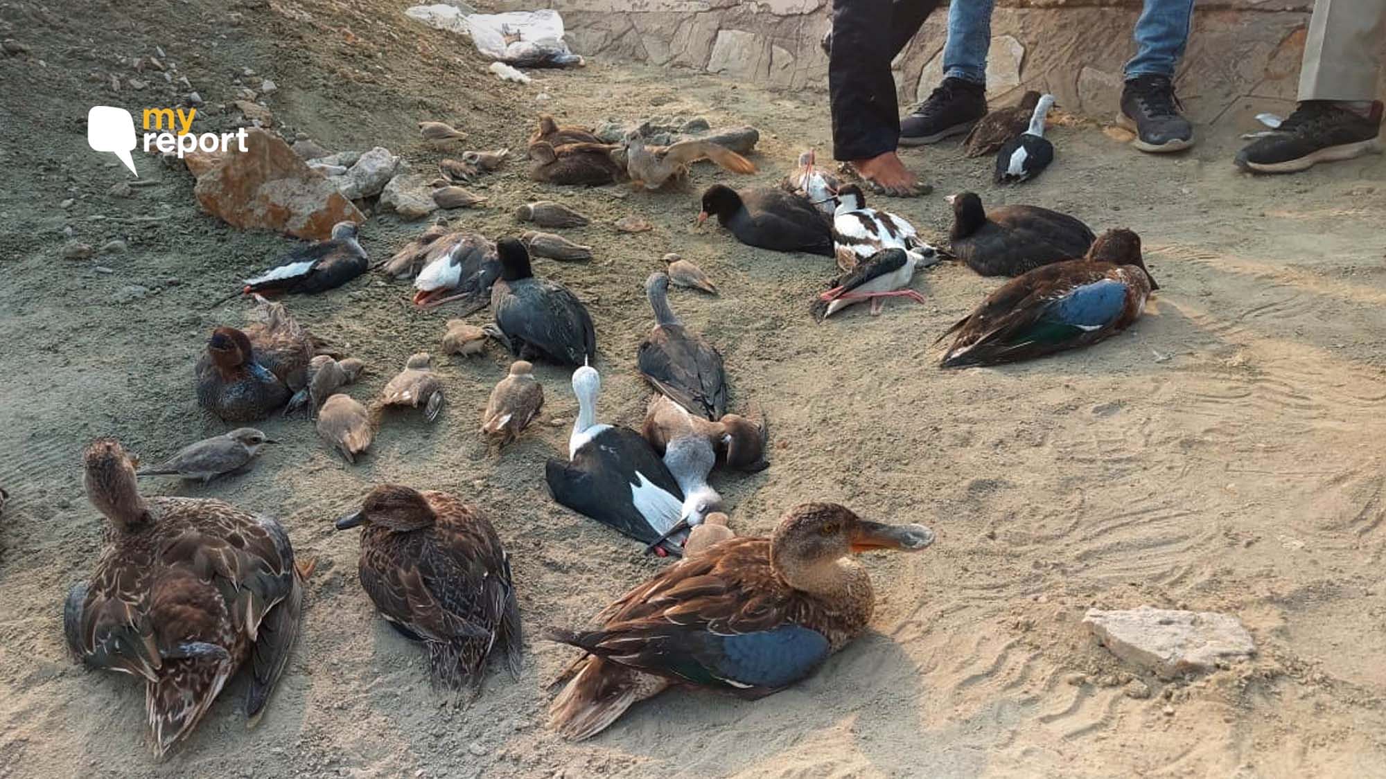 Nearly 17,000 birds were found dead at Sambhar Lake. &nbsp;