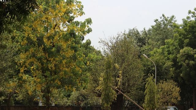 64,000 Trees to be Felled by Yogi Govt in Lucknow For Defence Expo