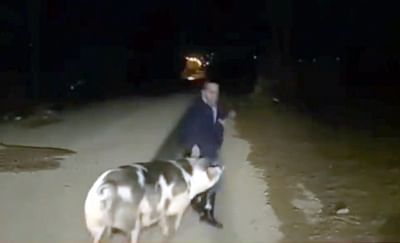 In a hilarious video that has gone viral on social media, a pig can be seen chasing a journalist around as he tries to update his colleagues back in the studio, leaving netizens amused, as they flooded the comments section with funny replies.