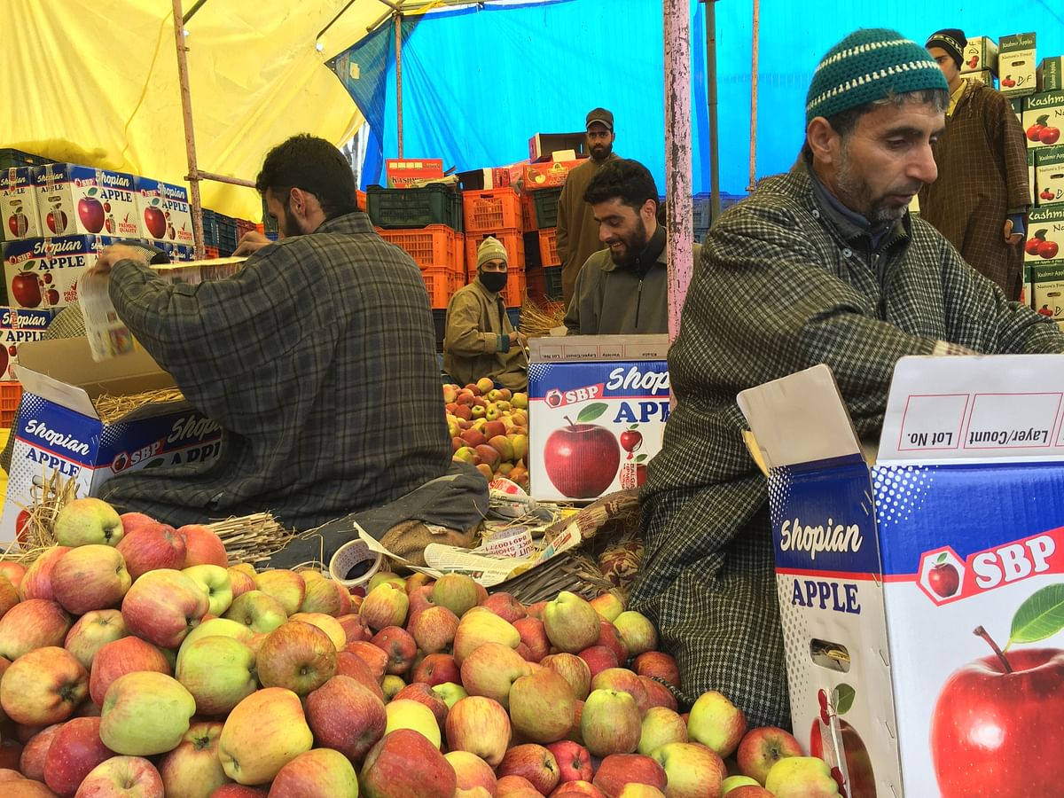 Why are Kashmiri apple farmers distressed? Here’s why the govt’s promised NAFED procurement scheme didn’t help them.