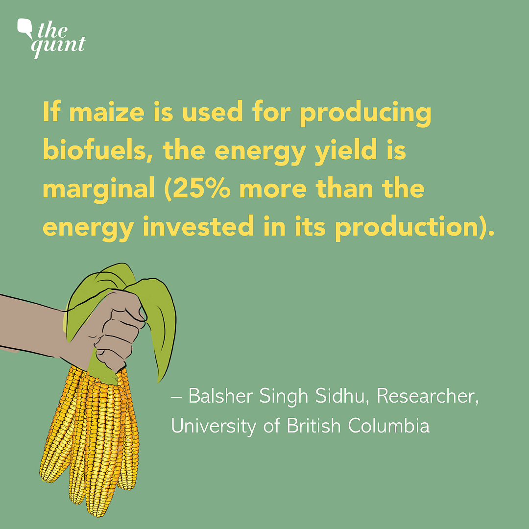 Delhi Pollution: Forcing Farmers To Grow Maize Is Not A Solution