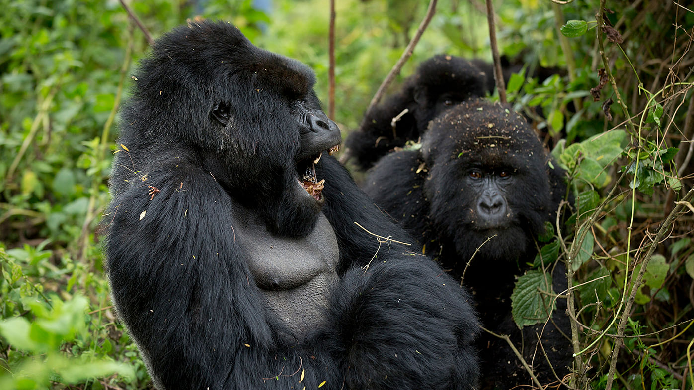 A male  mountain gorilla in Rwanda.