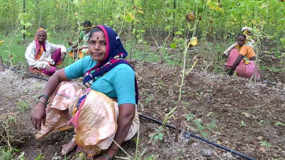 Women farmers like Usha Pade have led from the front to adopt organic farming practices
