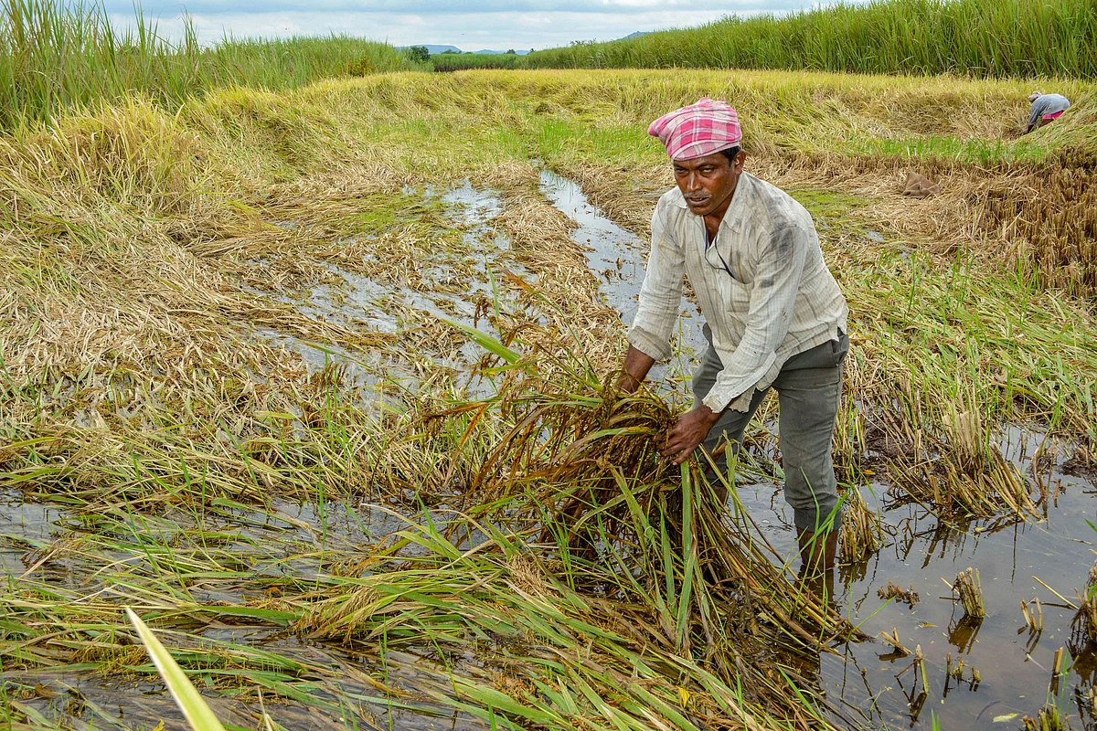 A farmer shows his damaged paddy crop following heavy rains at Maharashtra’s Karad city on 1 November.