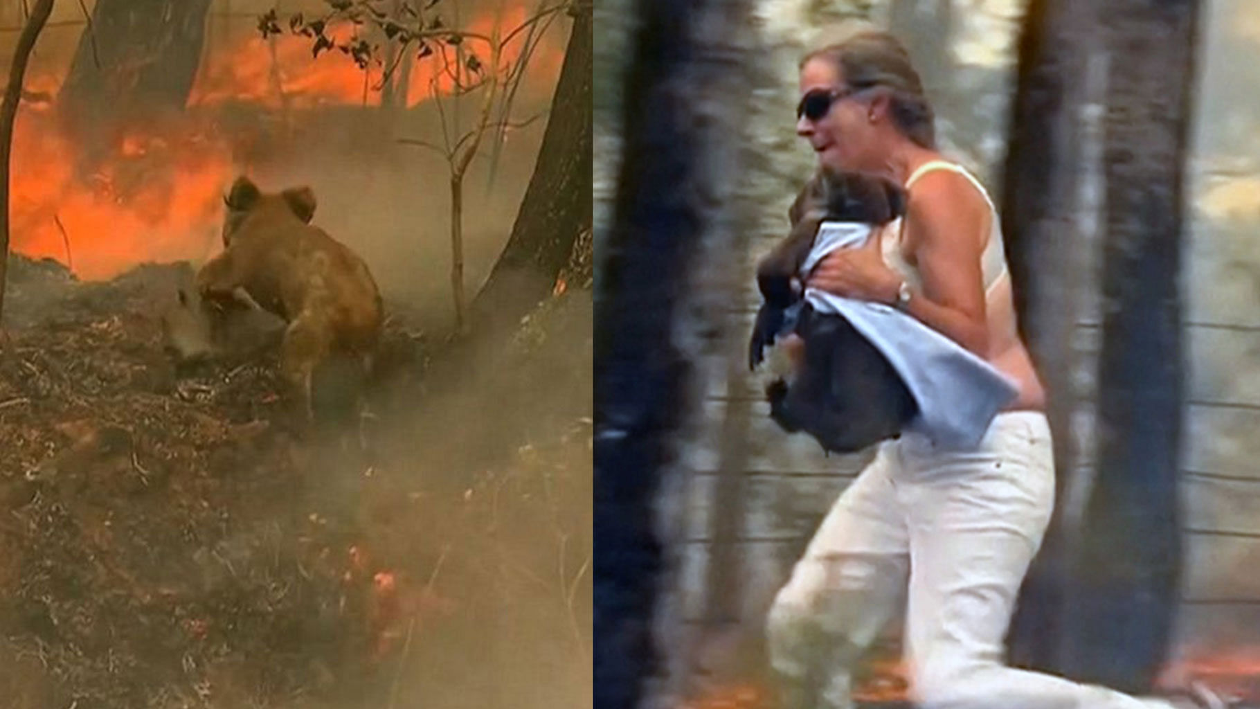 Video of the daring rescue — which shows Toni Doherty using her shirt to wrap up the koala — was viewed globally.