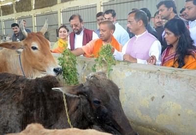 Lucknow: Uttar Pradesh Chief Minister Yogi Adityanath visits to a cow shelter run by his predecessor Akhilesh Yadav