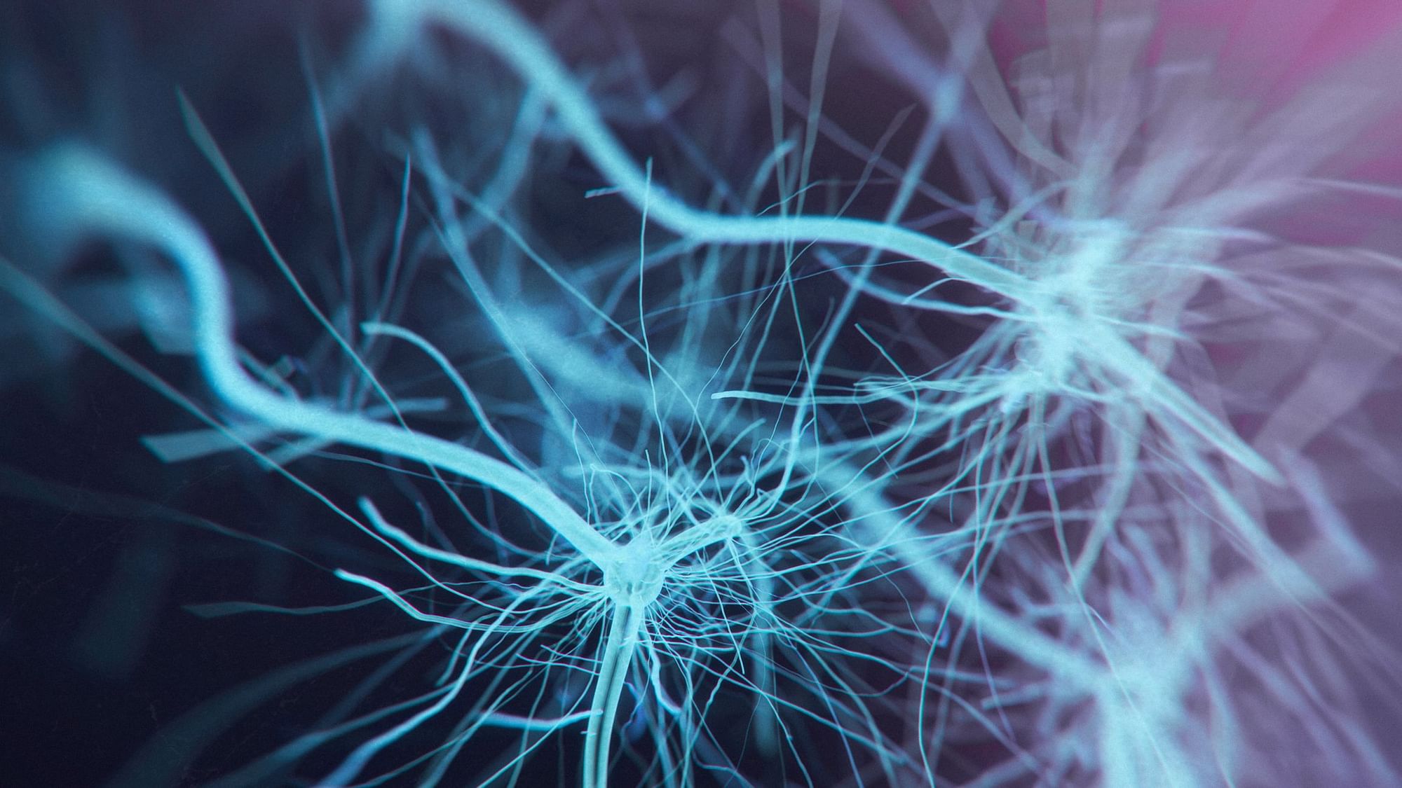 A team of US researchers has successfully used stem cells to develop 3D models of neural networks.