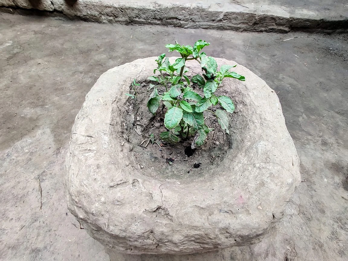 This Tulsi plant was planted by Khushi in the home a few years ago. Today it stands as a brutal reminder to her end.