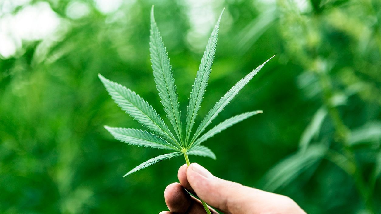 Increased testicular cancer risk in regular cannabis smokers.