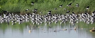 Caged migratory birds seized in Assam village. (Photo: IANS)
