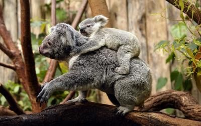 More than 2,000 koalas killed in Australia bushfires. (Photo: Sascha Schuermann/dapd/IANS)