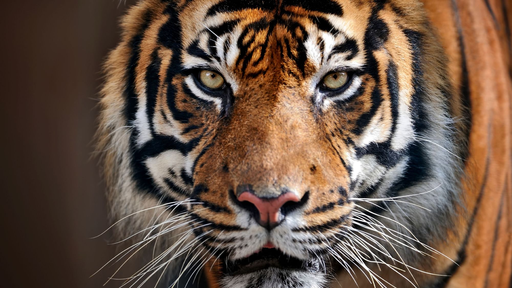 Earlier, the country’s tiger count was 2,226, Prakash Javadekar said during the Question Hour in the Upper House.