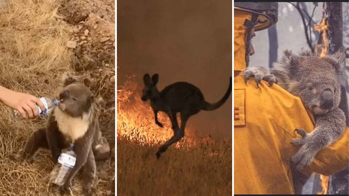 ‘Heartbreaking’: 480,000,000 Animals Feared Dead in Aussie Fires