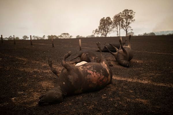 Bushfire has lead to the extinction of more than 500 species,  affecting the biodiversity in the long run.
