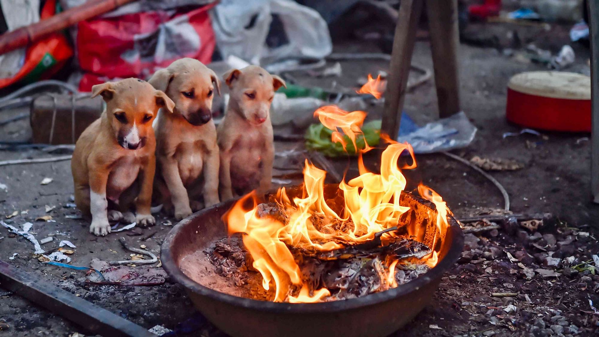Puppies sit near a bonfire during a cold morning in New Delhi, Sunday, 19 January.&nbsp;