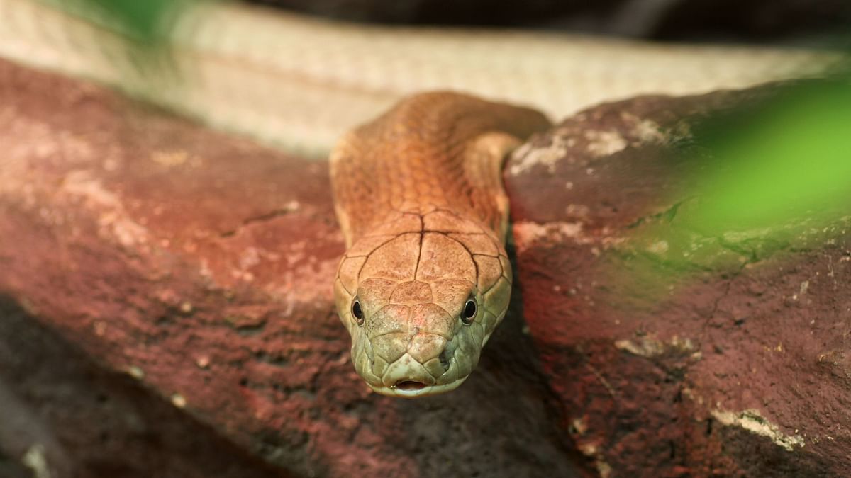 Snakes Could Be the Source of the Coronavirus Outbreak in China
