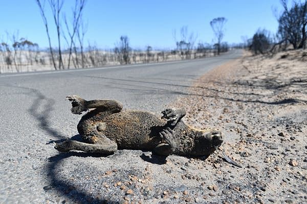 Bushfire has lead to the extinction of more than 500 species,  affecting the biodiversity in the long run.