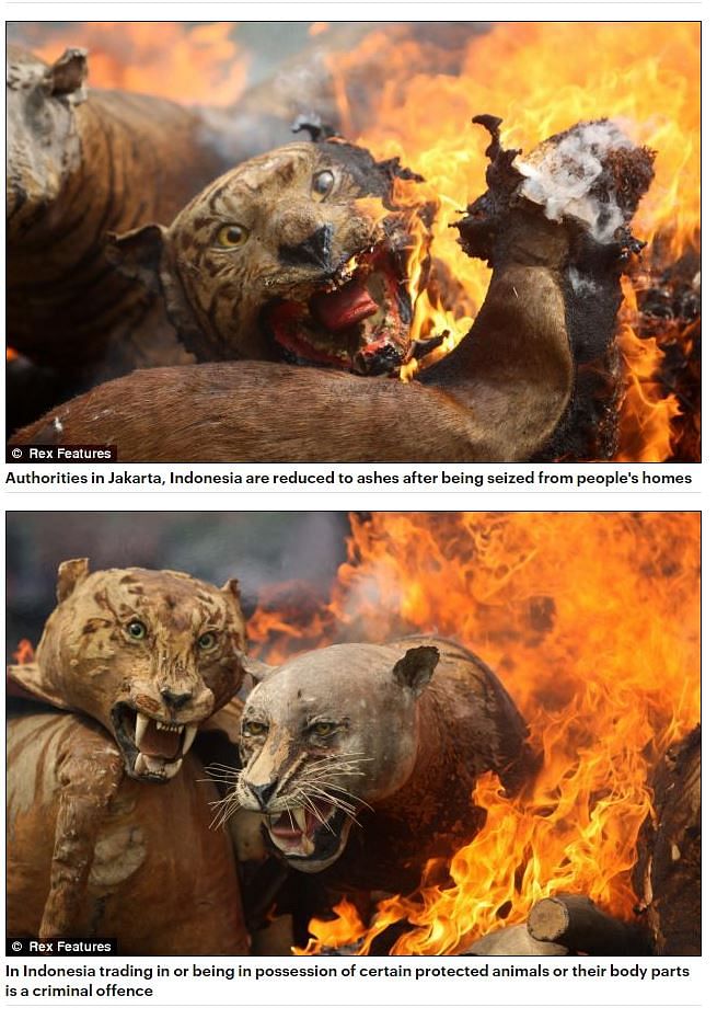 Some of the wildly viral photos are not from the bushfires, but have been misappropriated from unrelated incidents.