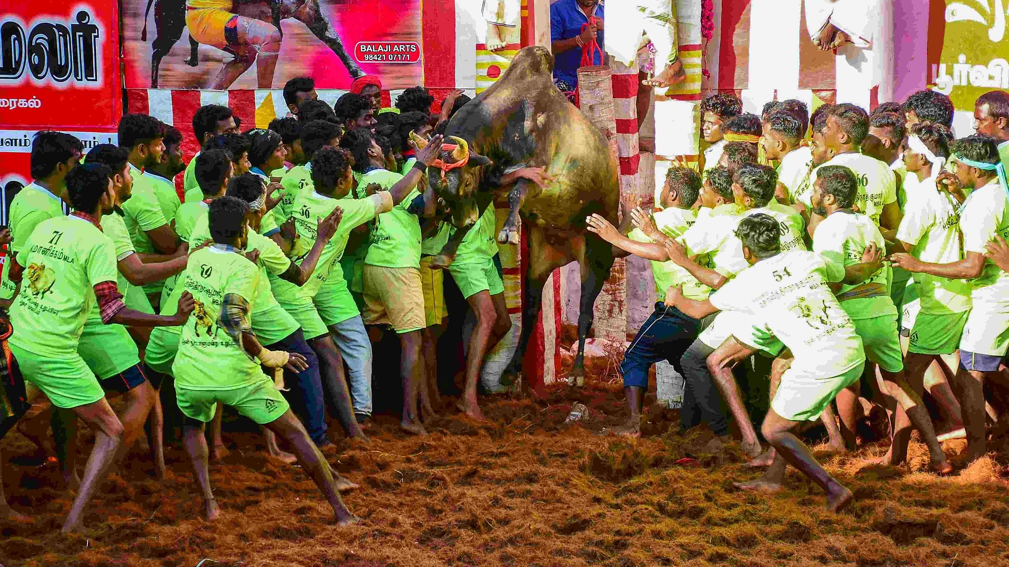 Participants attempt to tame a bull during Jallikattu in Madurai on 17 January.