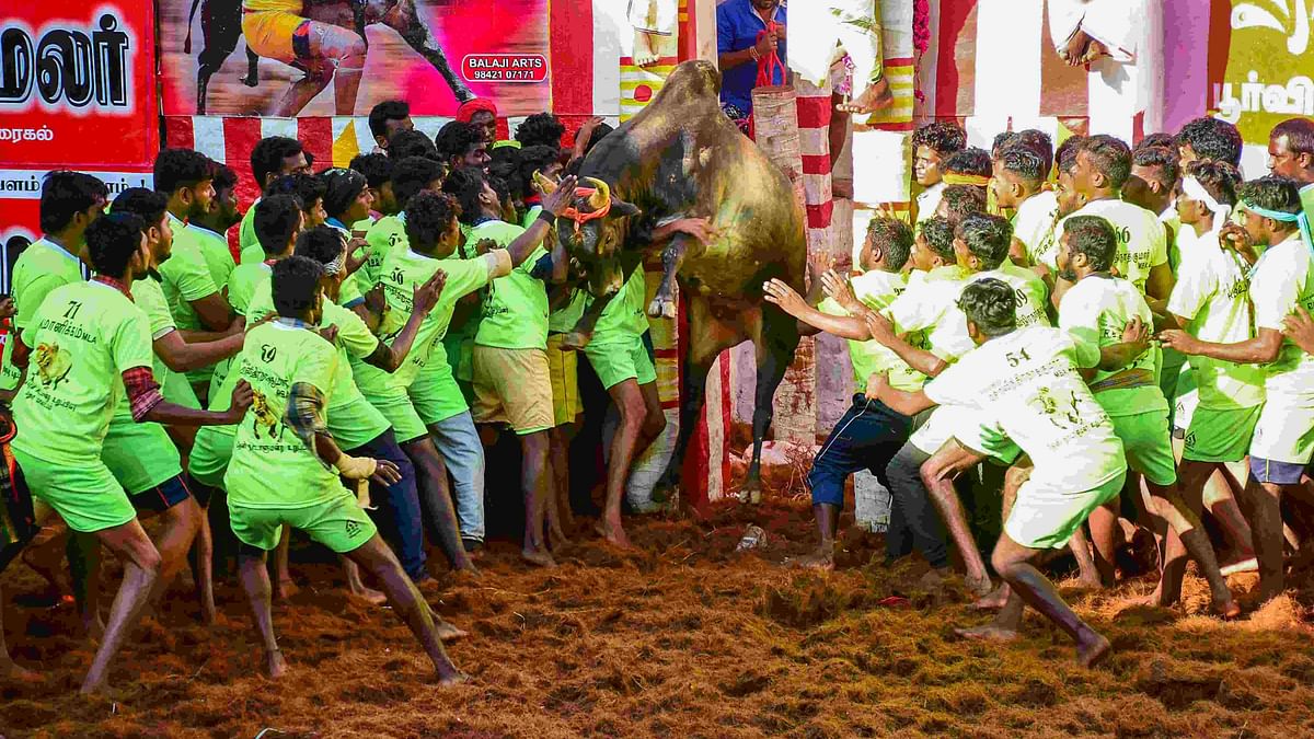 Second Death Reported as Jallikattu Being Held Amid COVID-19 Scare