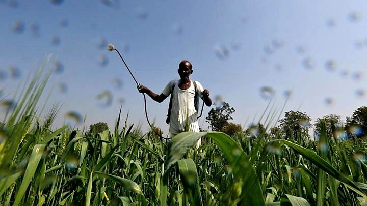 A farmer sprays a mixture of fertiliser and pesticide onto his wheat crop on the outskirts of Ahmedabad. Image used for representational purposes.