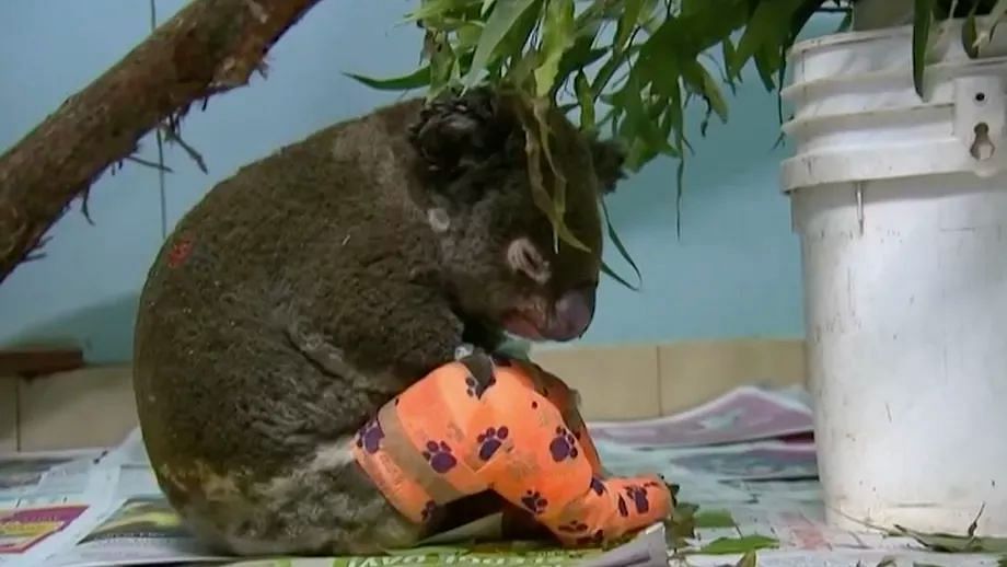 A Koala injured in Australian bushfire being treated.