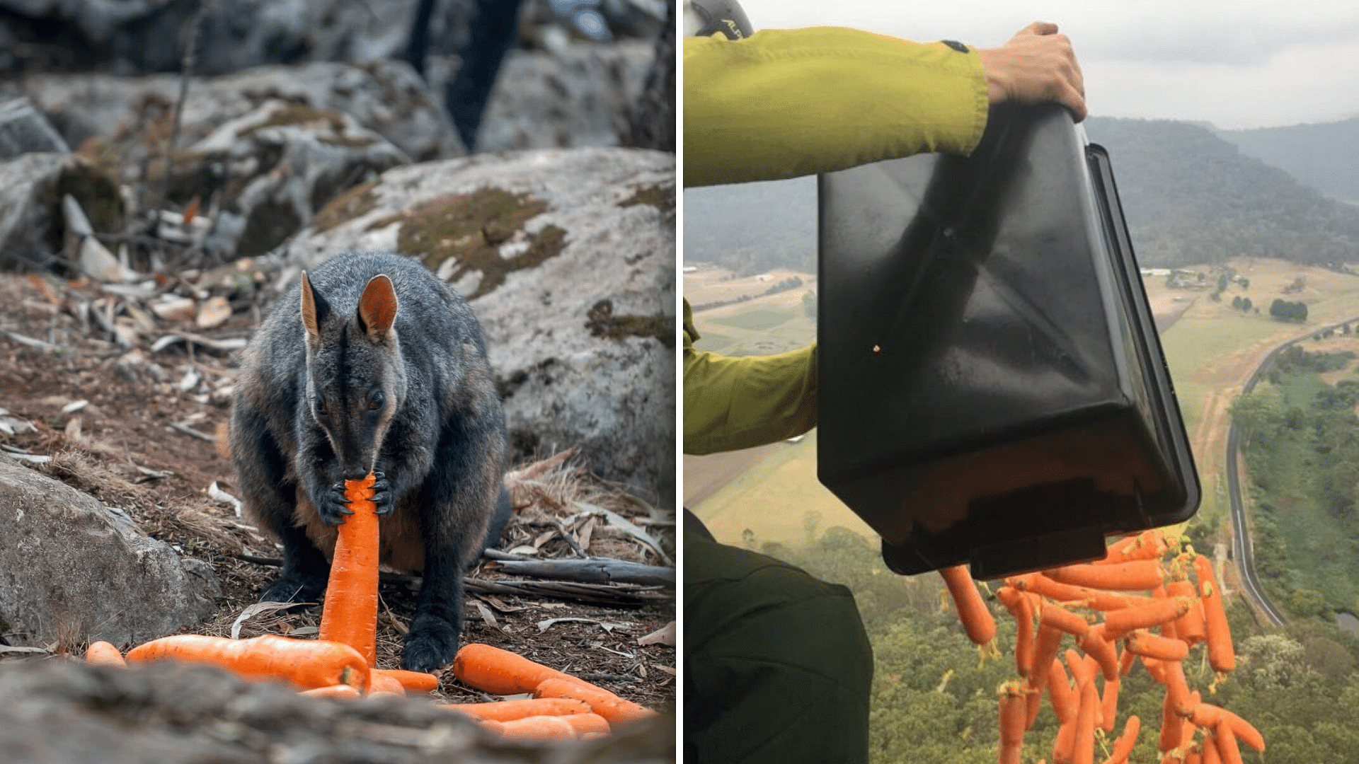 Under the Rock Wallaby initiative, animals are being dropped vegetables from the helicopters amid Australian wildfires.