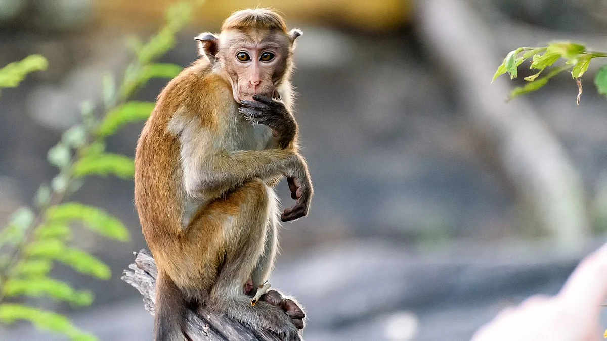 Kyasanur Forest Disease or monkey fever scare has reached Bengaluru.