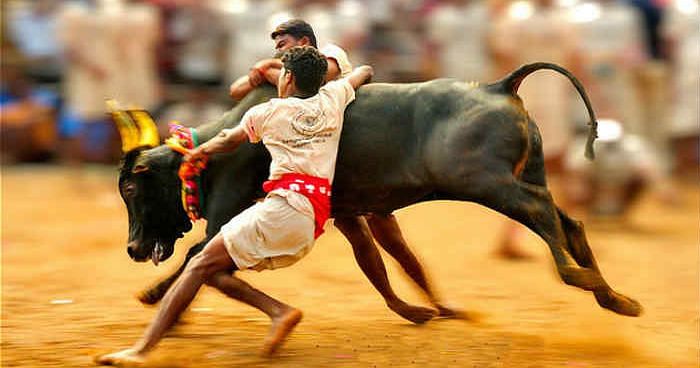 Societal Purpose, No Unnecessary Pain: TN's Counterview On 'Jallikattu' in SC