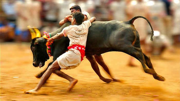 Men tackling a bull on the Jallikattu ground.&nbsp;