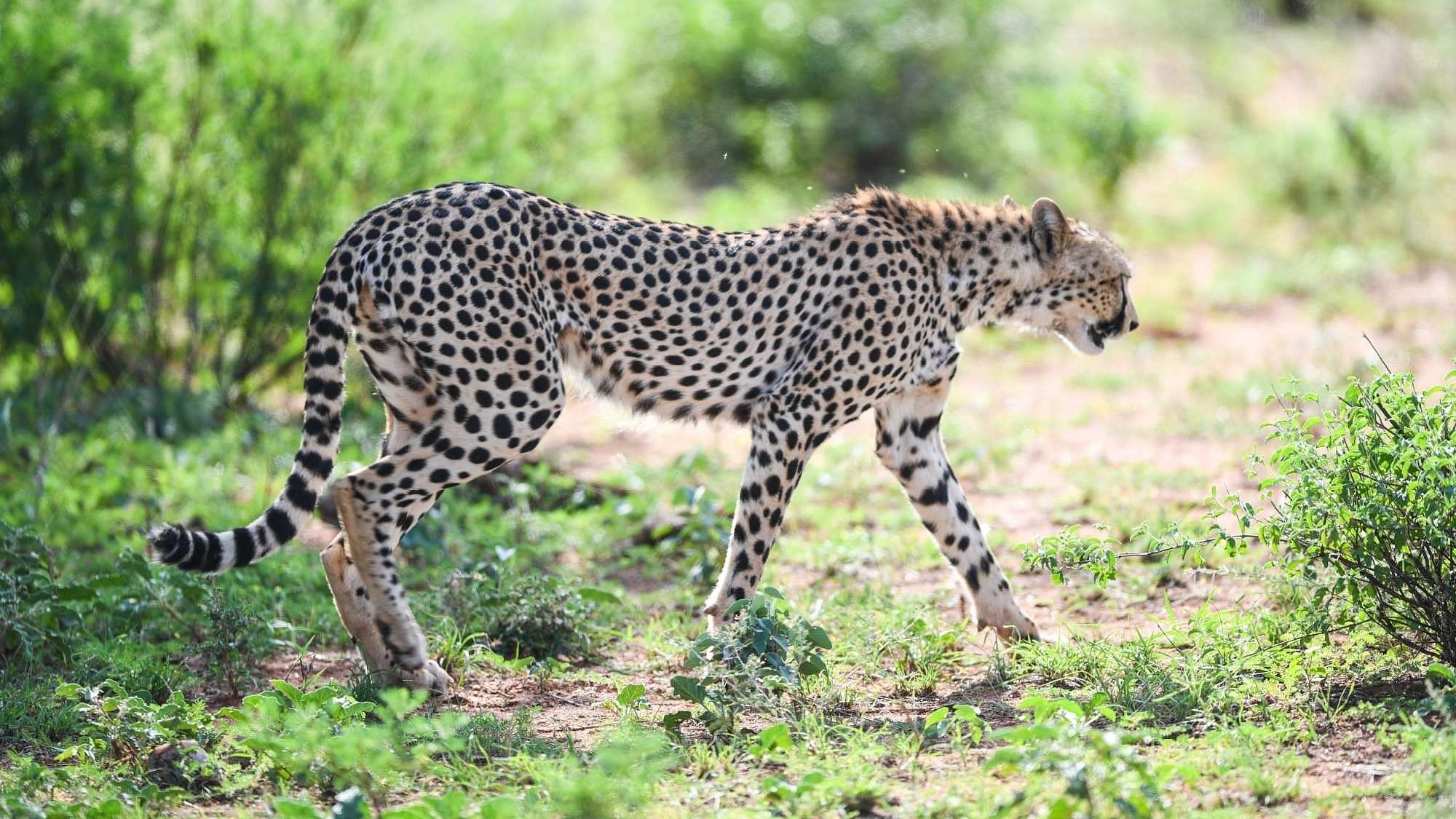 A cheetah looks for food at Samburu National Reserve in north of Kenya. Image used for representational purposes.&nbsp;