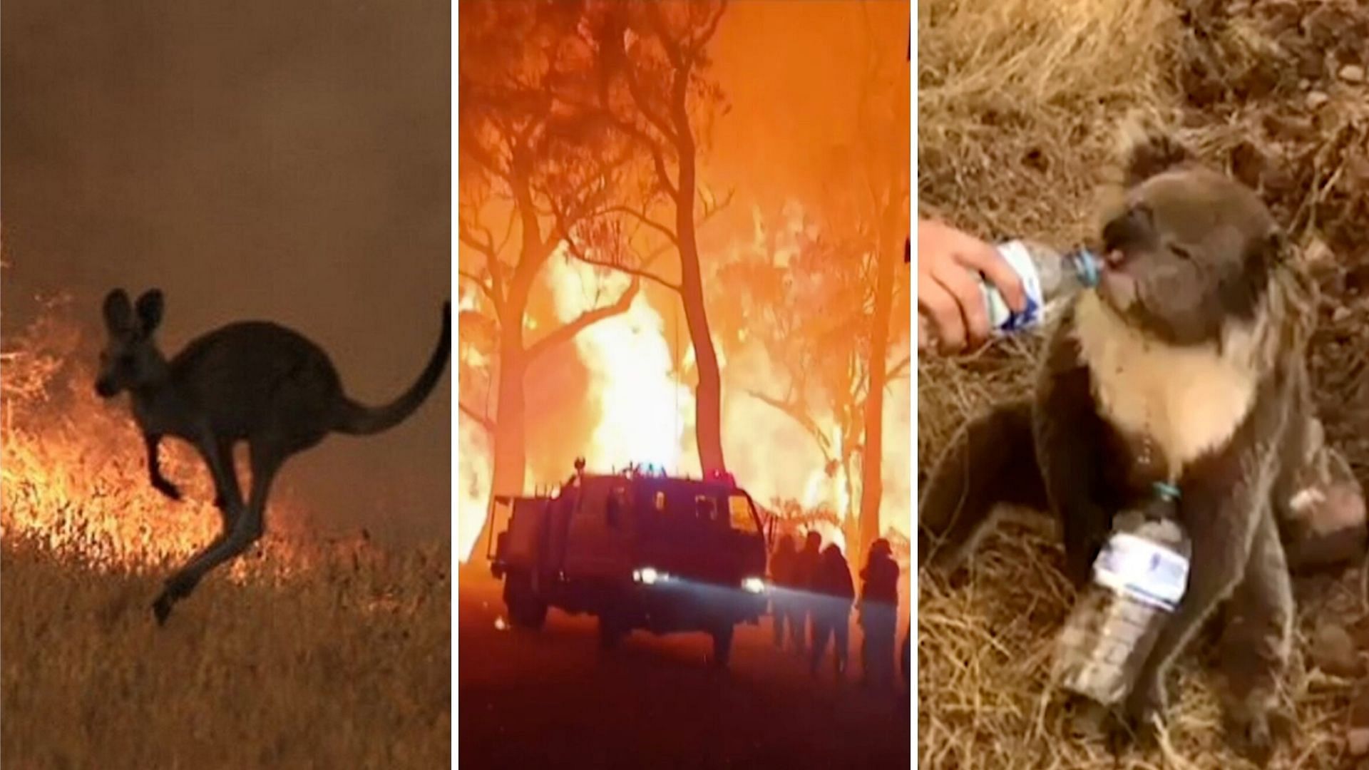 Thanks to rampant deforestation and soaring temperature, Australia is witnessing the worst-ever wildfire in decades.