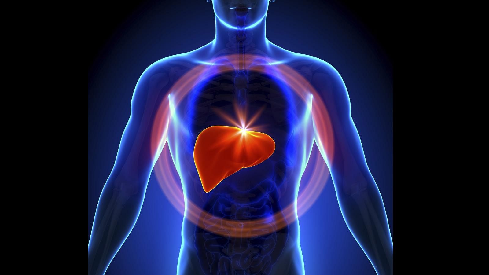 <div class="paragraphs"><p>Fatty liver disease is a condition characterised by a build-up of fat in the liver. Image used for representative purposes.&nbsp;</p></div>