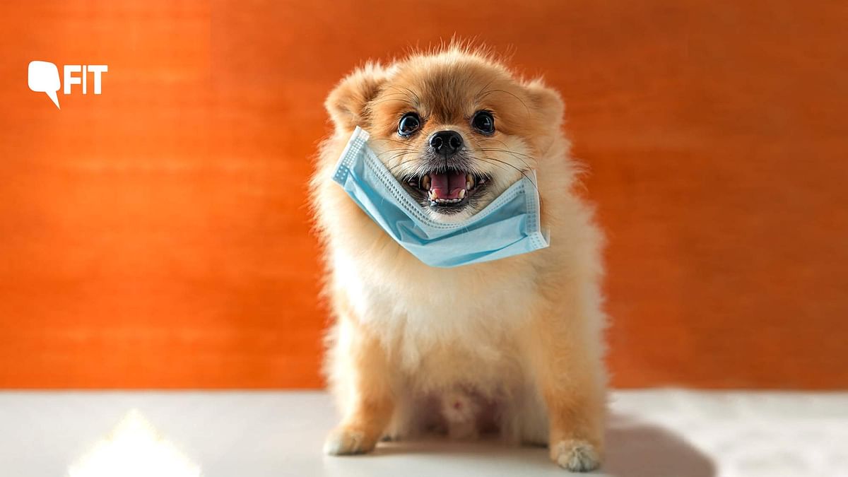 Did a Pet Dog in Hong Kong Get the Coronavirus?