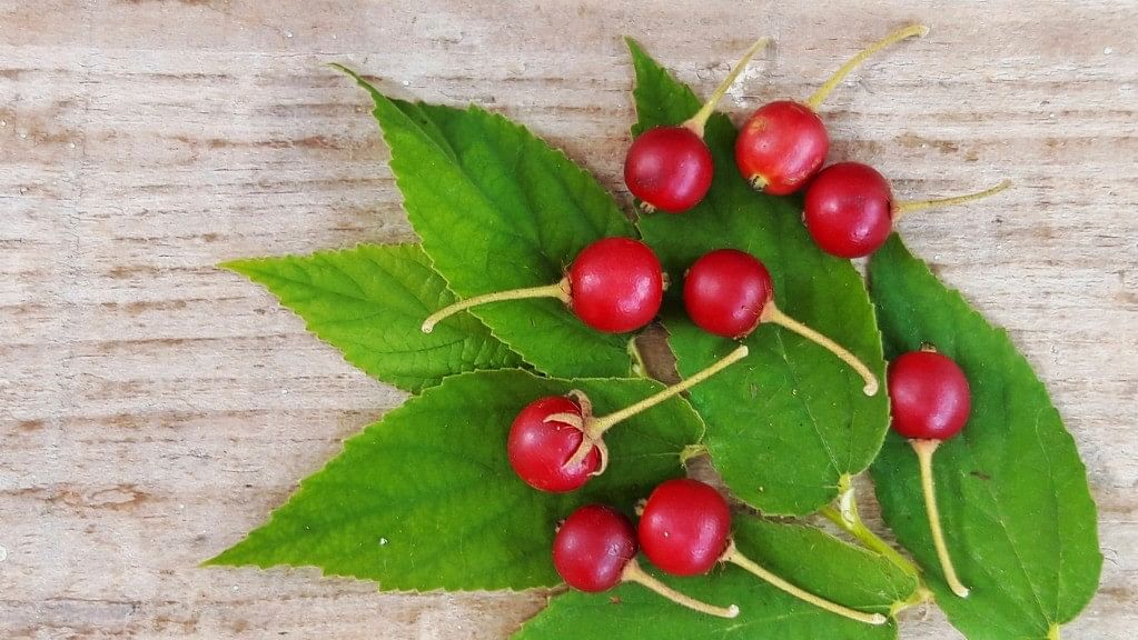 Tart cherry juice is known for reducing strength loss and improving muscle recovery after intensive exercise.