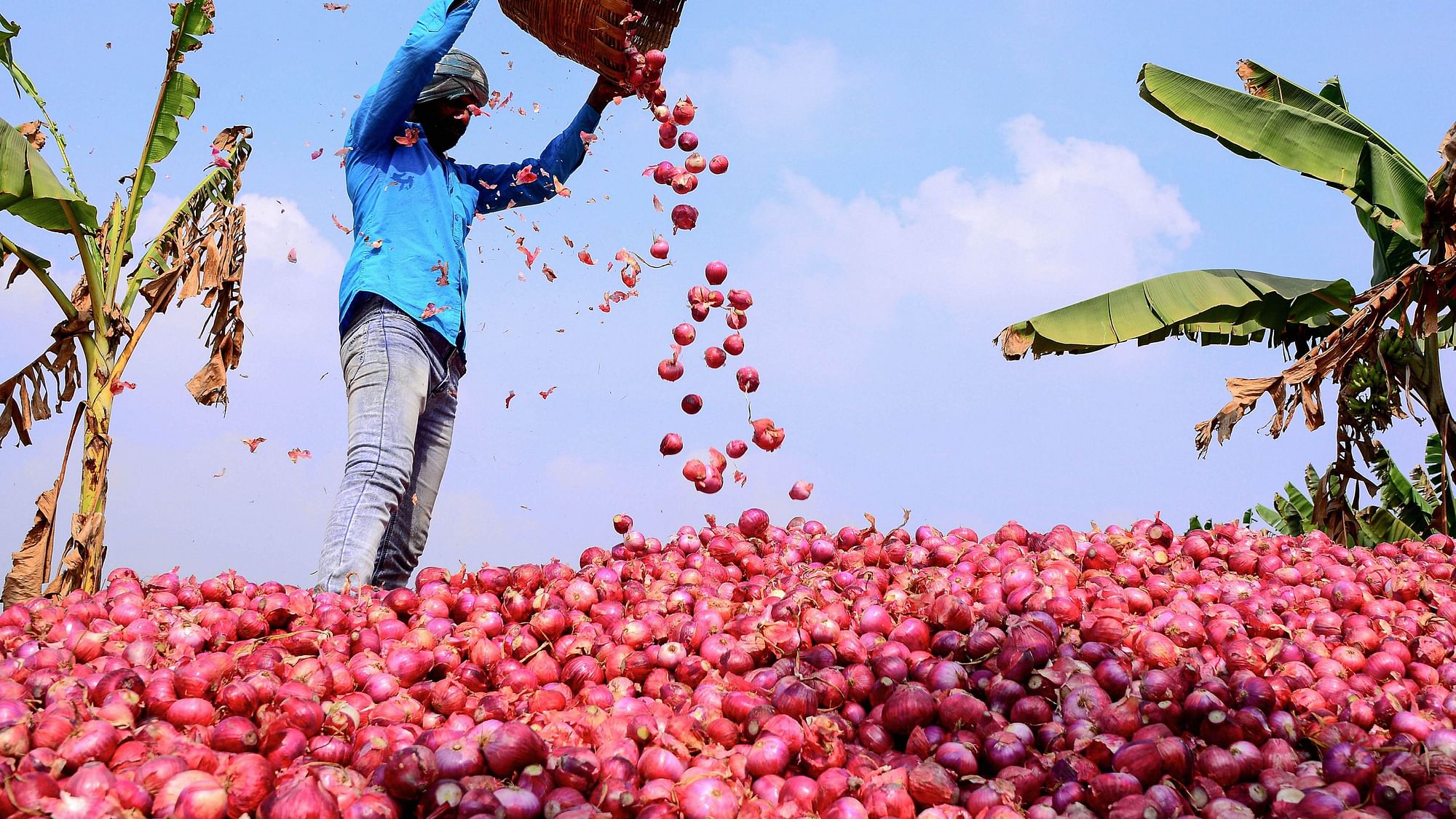 Govt to allow onion export from 15 March.