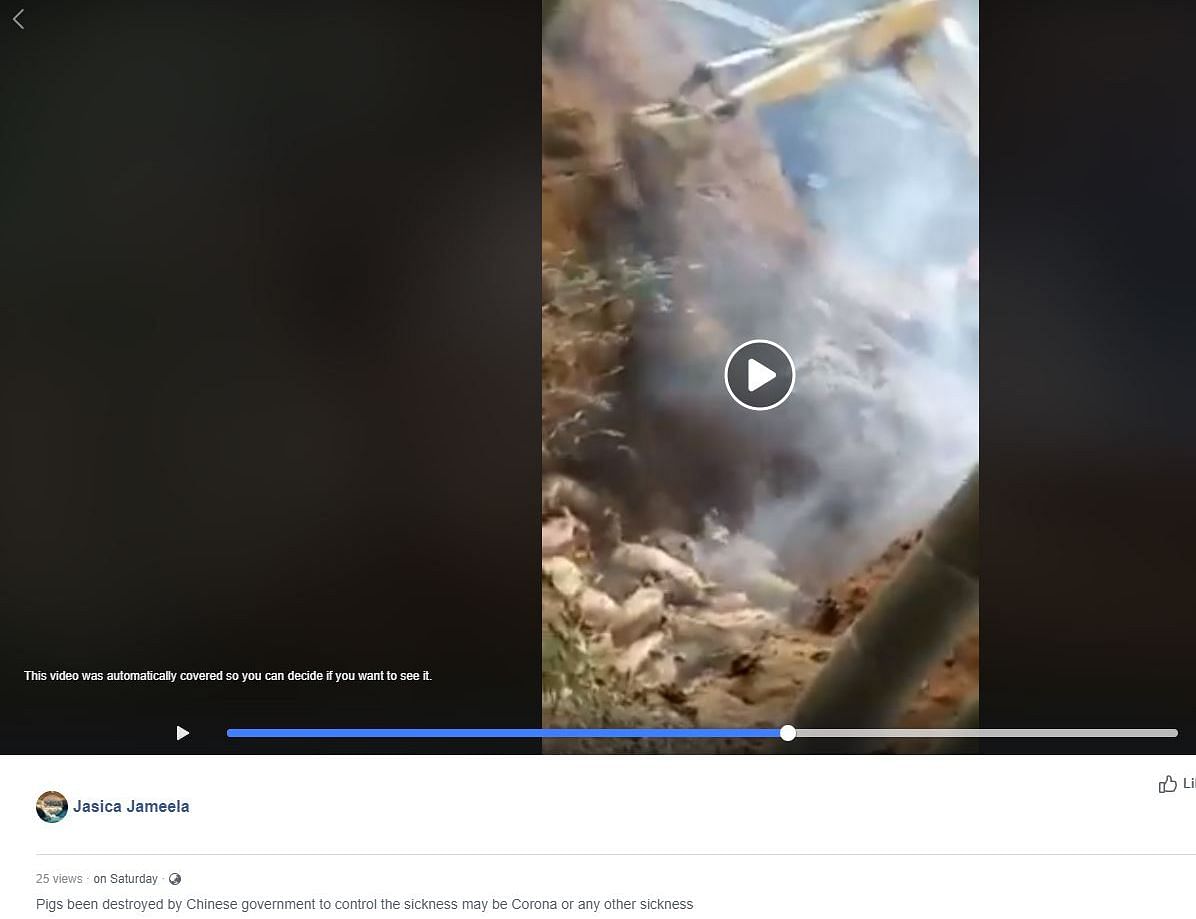 The rather graphic video shows a large number of pigs  in a pit being burned alive.