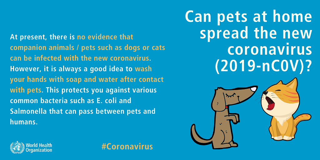 Did a Pet Dog in Hong Kong Get the Coronavirus?