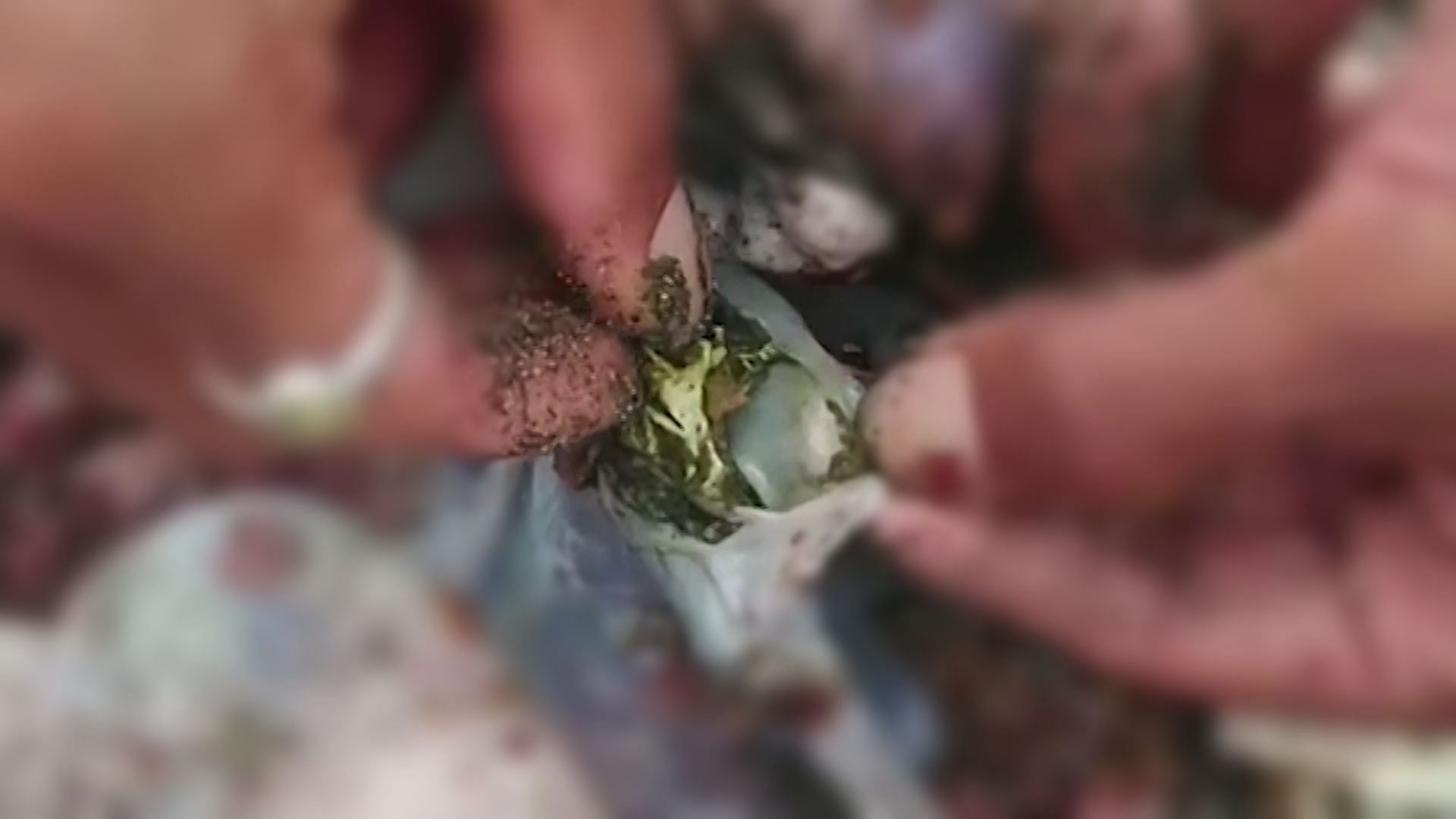 A video from Bali where a dead sea turtle was found washed up ashore with pieces of plastic in its intestines.