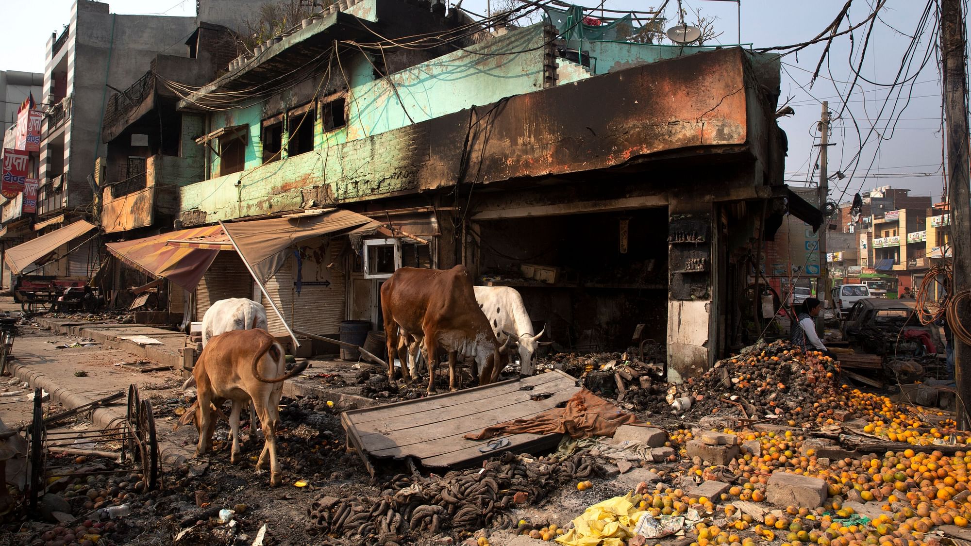 Stray cows feed on oranges lying outside a vandalised and burned shop following the violence in northeast Delhi on Thursday, 27 February.
