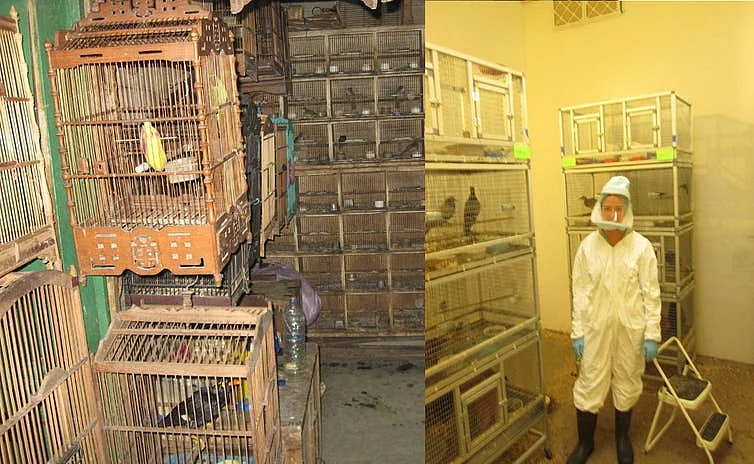 A live-animal market in Indonesia (left) and an artificial market established to study interspecies transmission of avian influenza viruses as viewed through the window of a biosafety containment level 3 room.