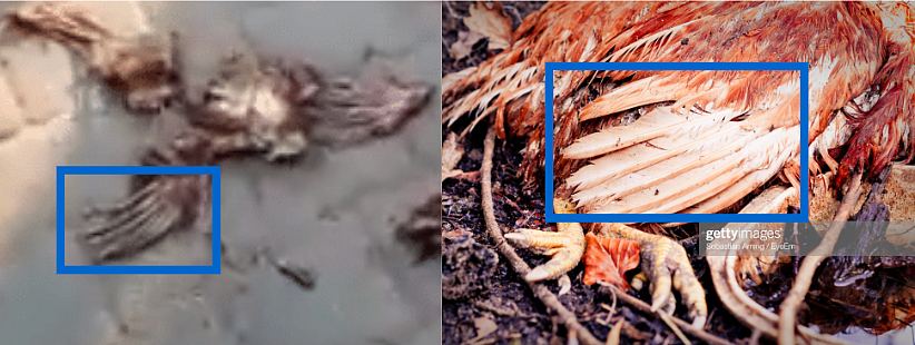 Left: Screengrab of video. Right: Feathers of a rooster.