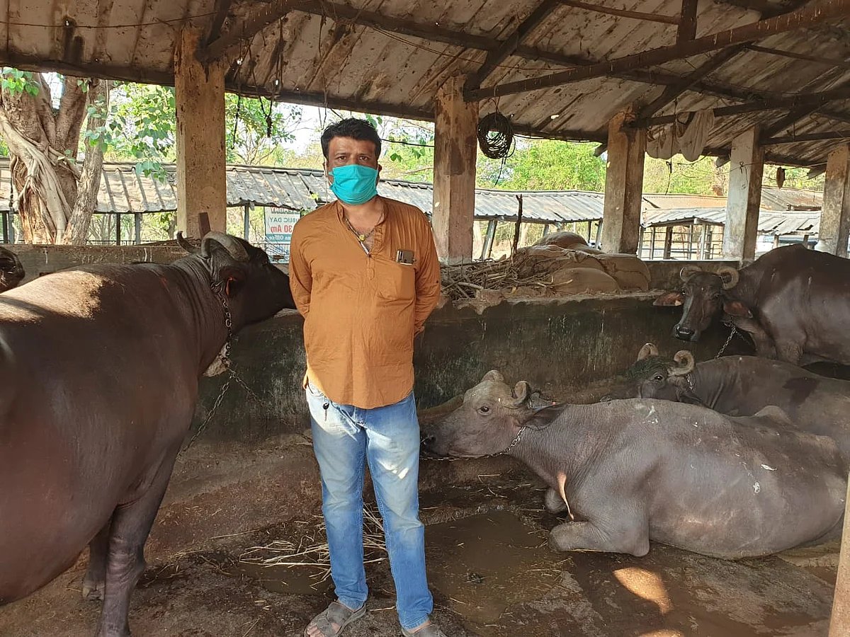 Dairy farm owner Sunil Mishra has run out of cattle feed for his animals. 