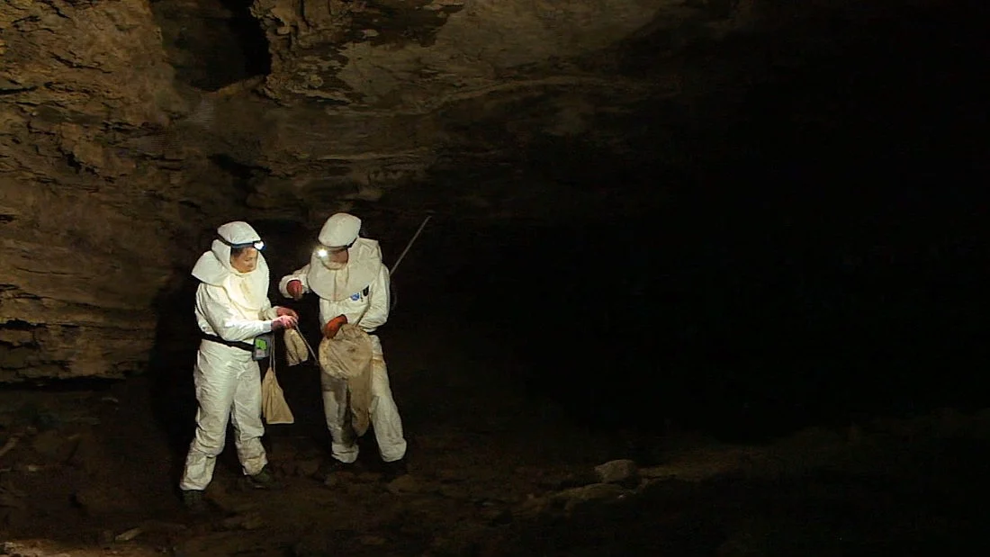 Virus Hunters to Minimalism: 10 Documentaries To Discover on OTT