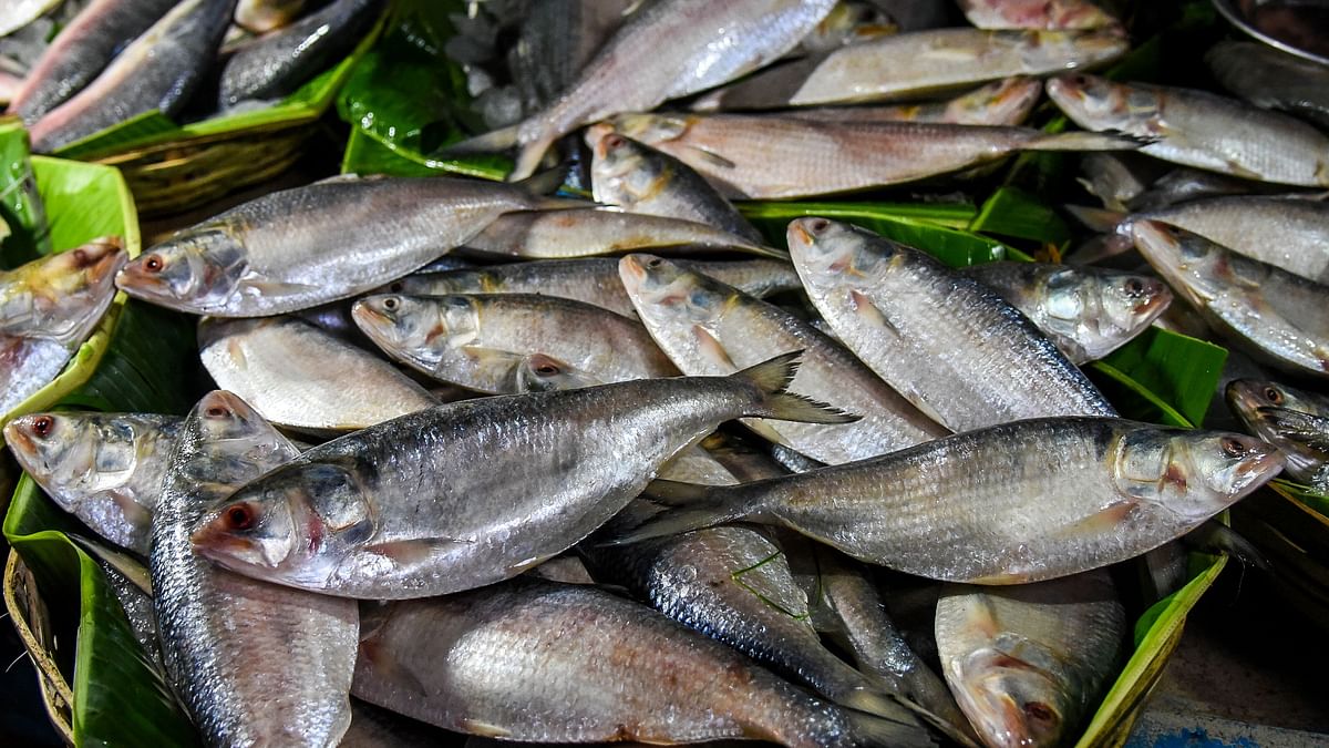 Overfishing Drives West Bengal’s Hilsa Fishers Up the Creek